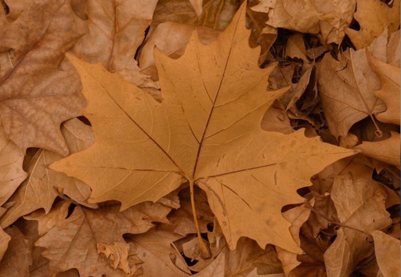 Autumn immunity: How to strengthen your health during seasonal changes?