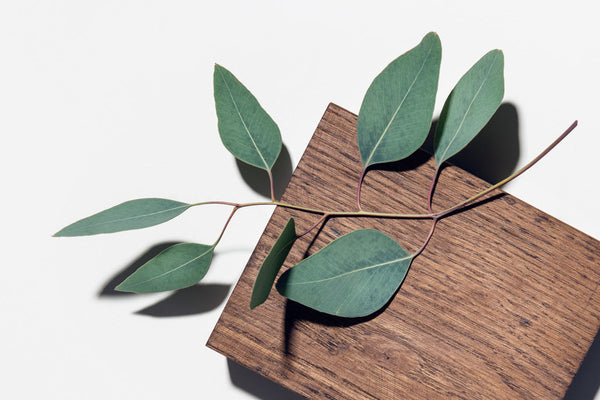 8 Hacks to Green Living and Natural Beauty That Every Girl Should Know