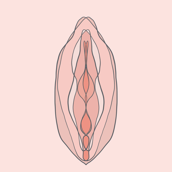 Get to Know Your Vulva and Vagina Better